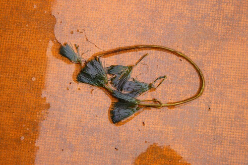 Carolina Fanwort (Cabomba caroliniana)