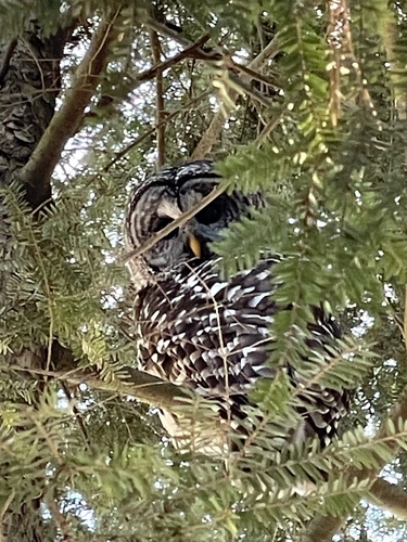 Barred Owl