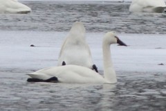 Cygnus columbianus columbianus