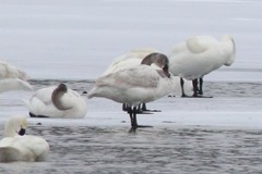 Cygnus columbianus columbianus