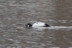 Bucephala clangula americana