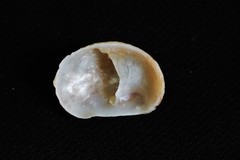 Bostrycapulus pritzkeri