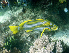 Plectorhinchus polytaenia