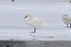 Cygnus columbianus columbianus