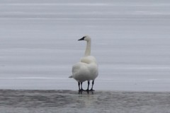 Cygnus columbianus columbianus