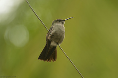 Eupetomena cirrochloris