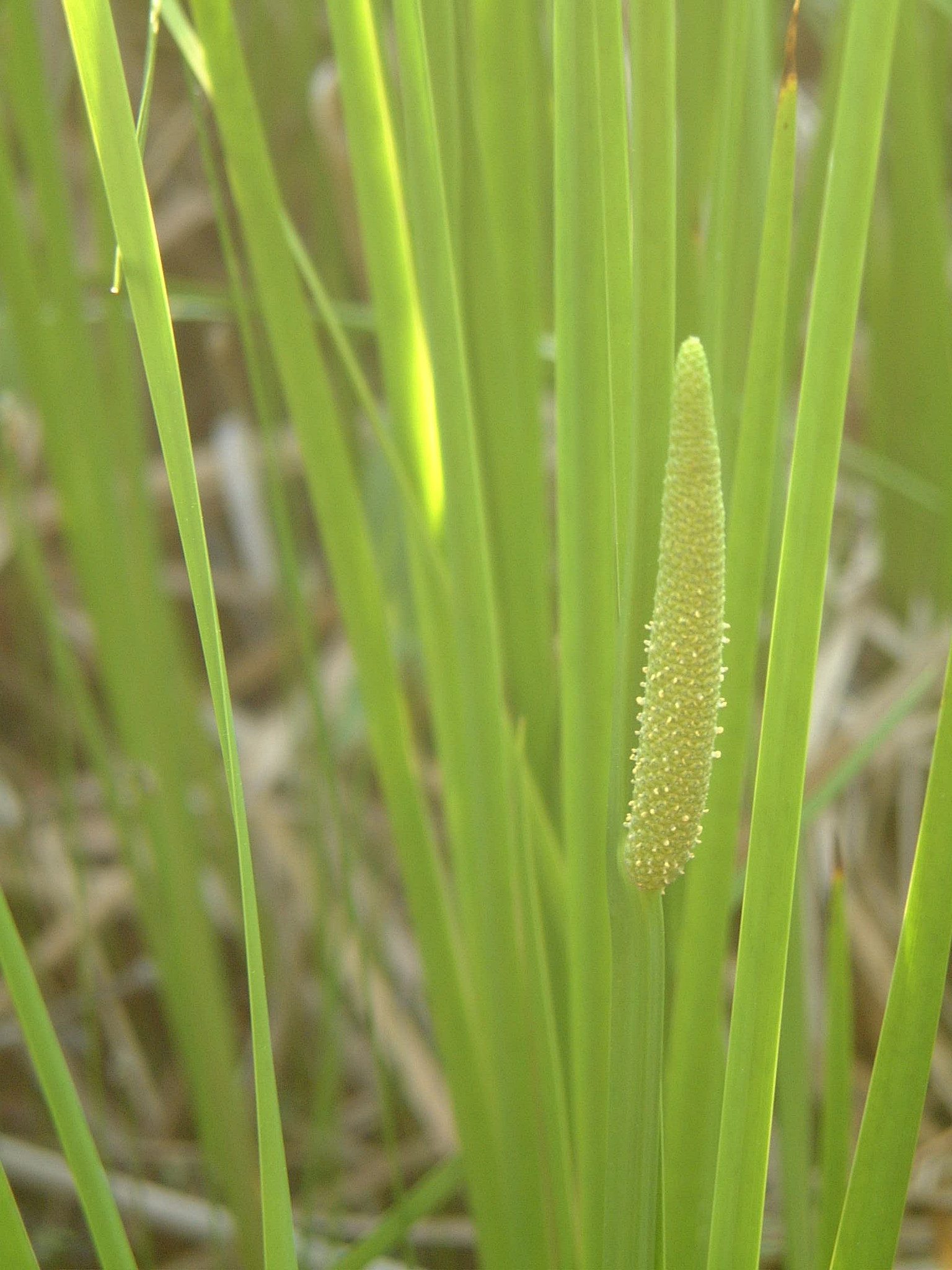 American Sweet-Flag (Acorus americanus)