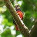 Red-breasted Pygmy-Parrot - Photo (c) Nik Borrow, some rights reserved (CC BY-NC), uploaded by Nik Borrow