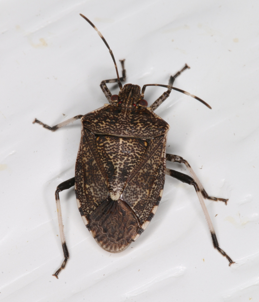 Oncocoris