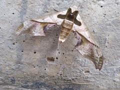 Adhemarius dariensis