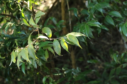 Golden-dotted Eurya (Eurya loquaiana)