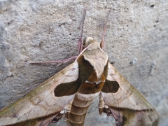 Adhemarius dariensis