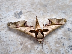 Adhemarius dariensis