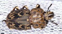 Ryssonotus nebulosus