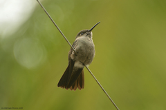 Eupetomena cirrochloris