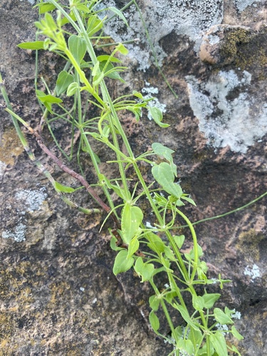 Rubia petiolaris