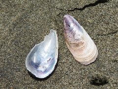 Semimytilus patagonicus