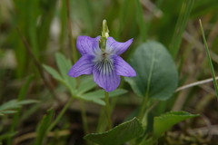 Rostratae