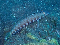 Parapercis clathrata