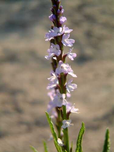 Narrowleaf Vervain (Verbena simplex)