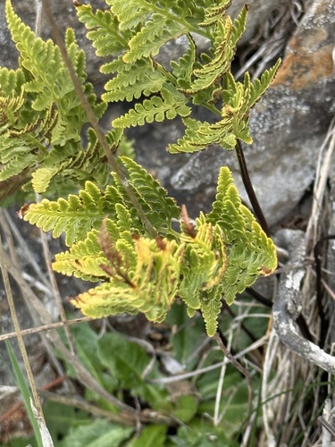 Asplenium adiantum-nigrum observed 2025-12-30