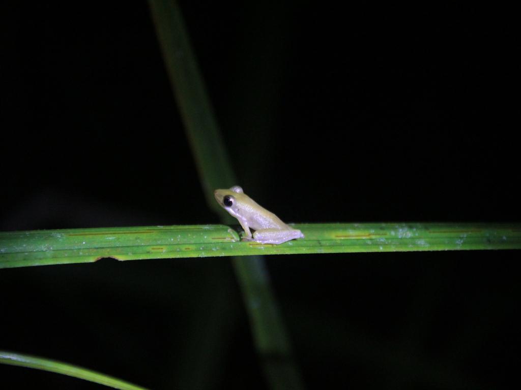 Kongkang kecil (Chalcorana parvaccola)
