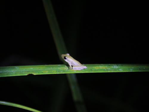 Chalcorana parvaccola