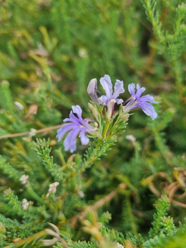 Free-flowering Leschenaultia (Leschenaultia floribunda)