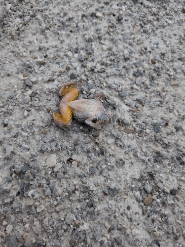 Gray Treefrog observed by bzak