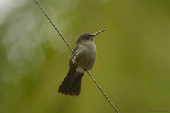 Eupetomena cirrochloris