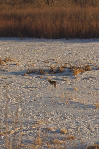 Coyote photographed in North Dakota