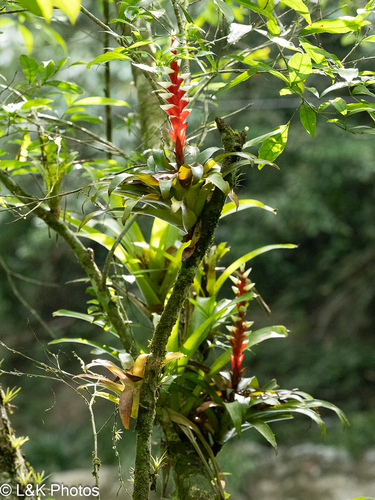 Tillandsia heliconioides, photograph 6