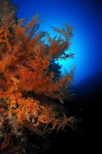Black Coral