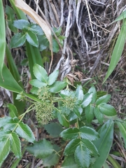 Scandia rosifolia