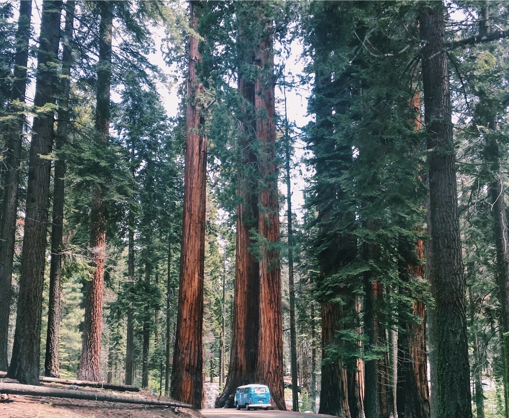 Sequoiadendron giganteum — an easy houseplant, prefers full sun light