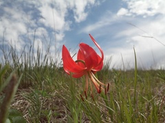 Lilium pumilum
