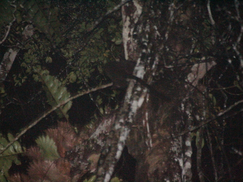 Arctogalidia trivirgata