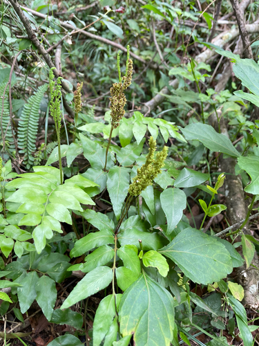 Anemia phyllitidis