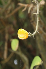 Leuenbergeria bleo