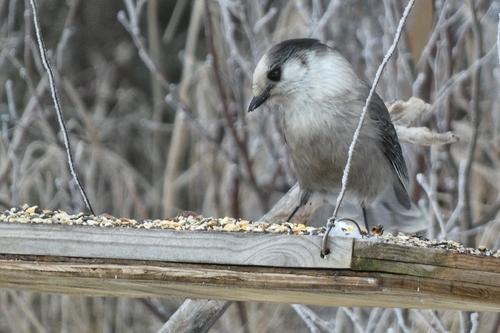 Canada Jay (Perisoreus canadensis), photo 4