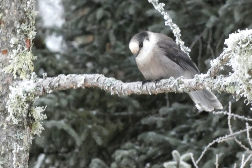 Canada Jay (Perisoreus canadensis), photo 5