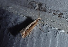 Eudonia steropaea