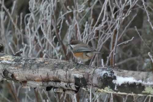 Boreal Chickadee (Poecile hudsonicus), photo 4