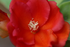 Leuenbergeria bleo