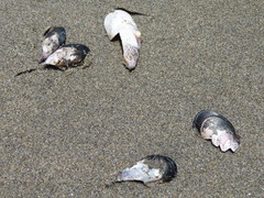 Semimytilus patagonicus