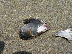 Semimytilus patagonicus