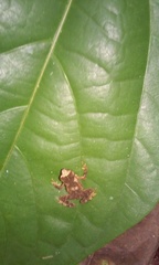 Ingerophrynus divergens