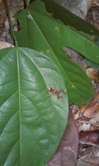 Ingerophrynus divergens