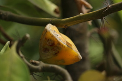 Leuenbergeria bleo