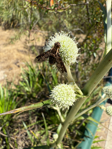 Thyridanthrax durvillei